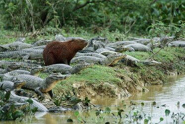 capybara.jpg