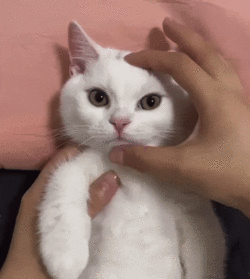 b65654e3cf1770aa933800124ff9cc999a982965.gif