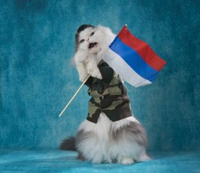 cat-military-suit-russian-flag-cat-military-suit-russian-flag-92784998.jpg