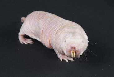 The naked mole rat - Smithsonian.jpeg