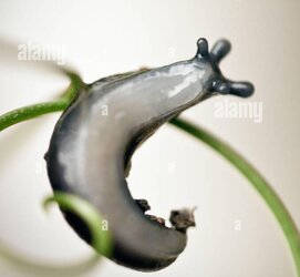 slug.jpg