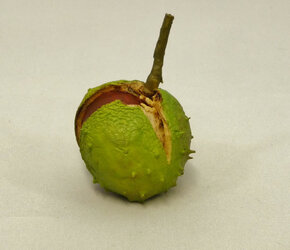 Conker-Split-Shell.jpg