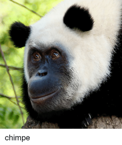 chimpe.png