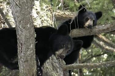 Homeowner-discovers-five-bears-living-underneath-her-house.jpg
