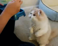 cateat.gif