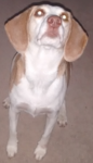 DAWG!.png