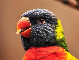 lorikeet tongue.jpg