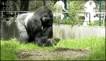 dfhfhdbr.gif