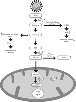 SARS-CoV-2-induced-alterations-in-glucose-metabolism-In-mammalian-cells-SARS-CoV-2.png