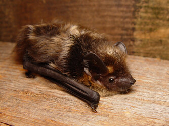 bat_.jpg