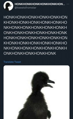 sdt6.jpg