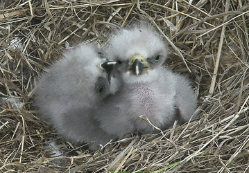 eaglets2.gif
