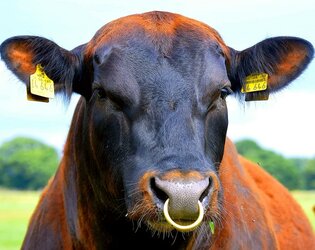 calf-with-nose-ring.jpg