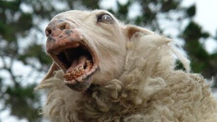 Sheep-Being-Mean.jpeg