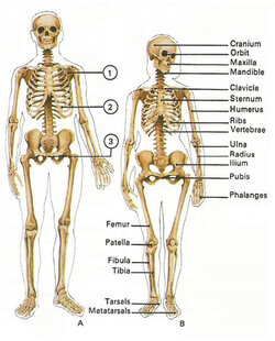 1-female-vs-male-skeleton.jpg