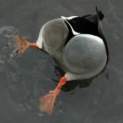 duck.png
