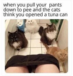 Pspspspsps.jpg