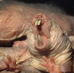 animal_yawns_6b.jpg