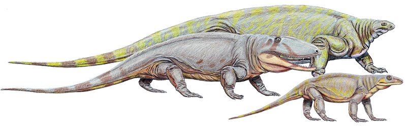 stem mammals.jpeg