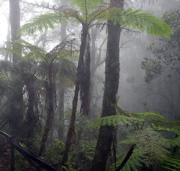 Cloud_forest_mount_kinabalu.jpg
