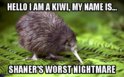 Kiwi.jpg