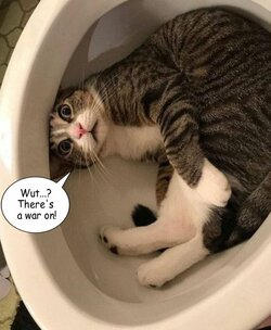 CAT CURLED UP - THERES A WAR ON.jpg