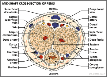 A-cross-section-of-the-penis-demonstrating-the-erectile-bodies-fascial-layers[1].png