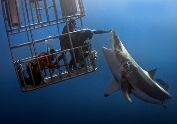 CATERS_SHARK_TOUCH_01.jpg
