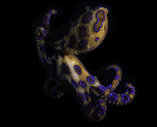 venom tako.png