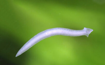 Close-up-on-a-single-planarian-on-a-leaf-in-aquarium.jpg