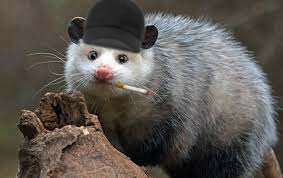 possum.jpg