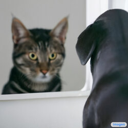 a-dog-looking-curiously.jpg