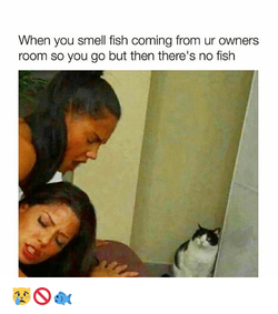 when-you-smell-fish-coming-from-ur-owners-room-so-20586037.png