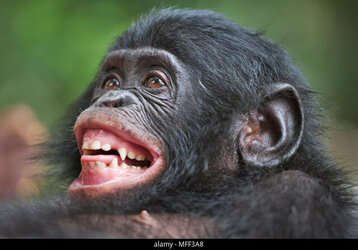 sad monkee.jpg