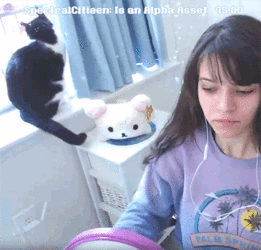 raining_cats.gif