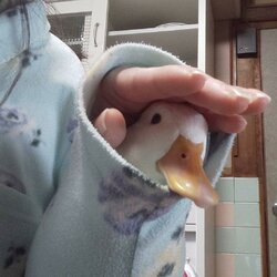 a duck in sleeves.jpg