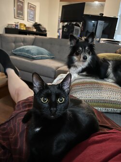 pets.jpg