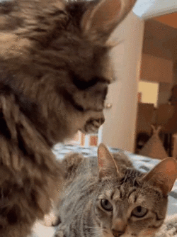 cat-turn-around.gif