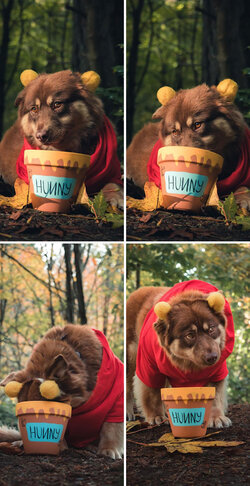 pet-halloween-costume-ideas-302-61692c398ab19__700.jpg
