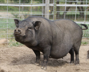 Gunted Nig-Pig.png