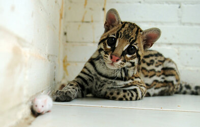 ocelot.jpg