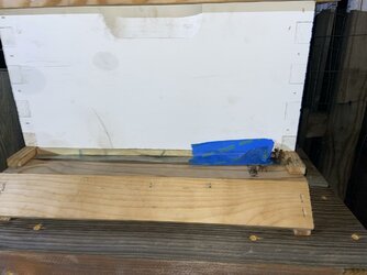 bees.jpg