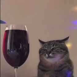 wine cat.jpg