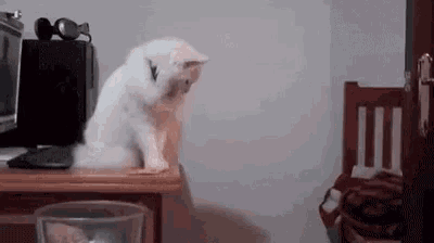 cat-push-off.gif