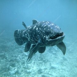 Z6050569-Coelacanth_fish.jpg