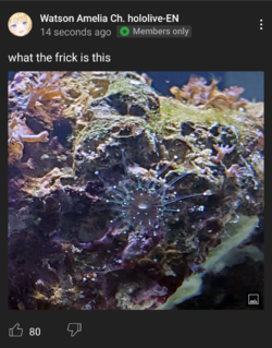 koko.png