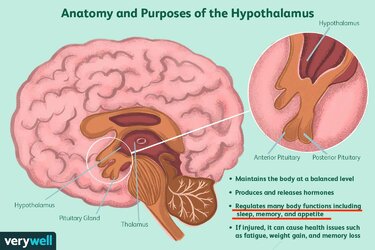 hypothalamus-disorders-anatomy-function-and-treatment-5201467-FINAL-eba154c7a28d498d9562996293...jpg