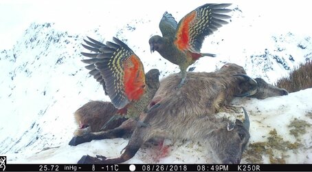 Kea fighting.jpg