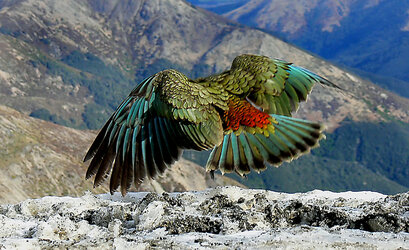 Kea flying.jpg