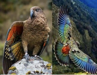 Kea (Parrot).jpg